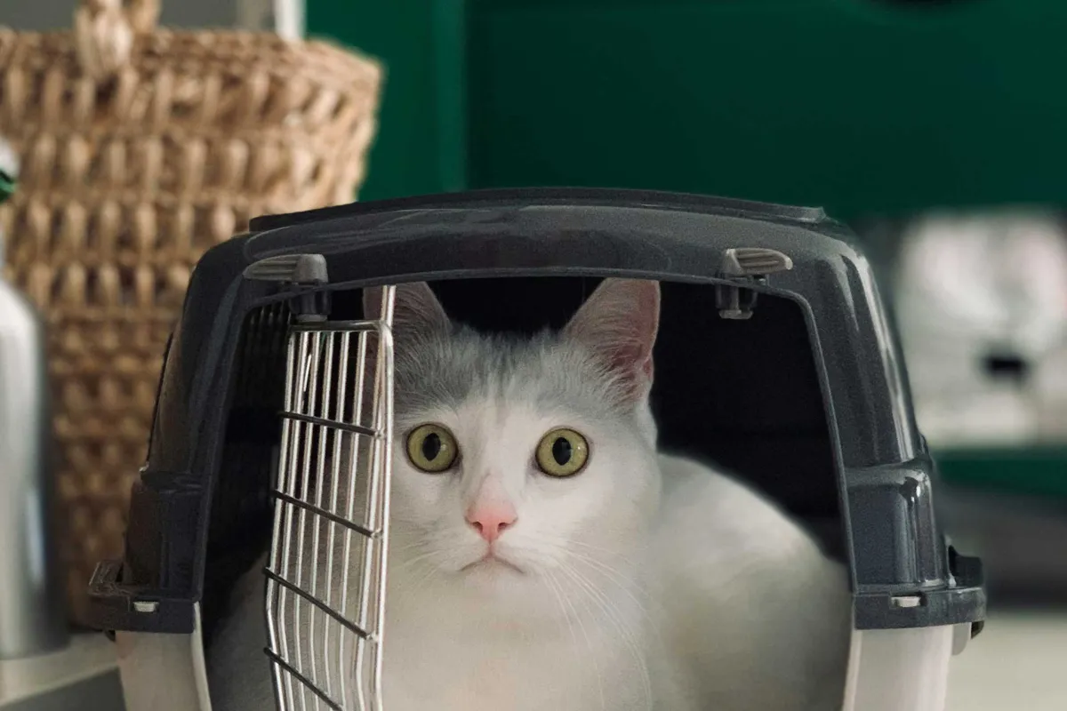 Pet Shipping